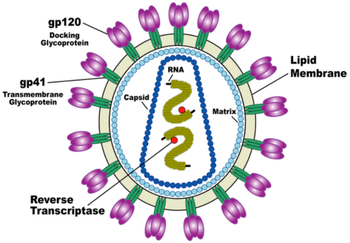 HIV Virion Structure