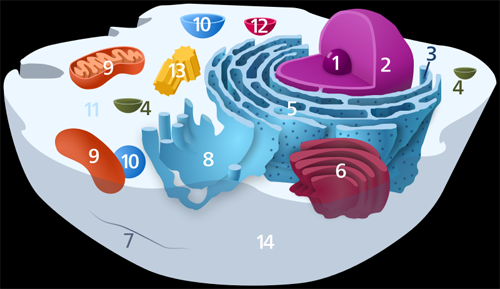 cell