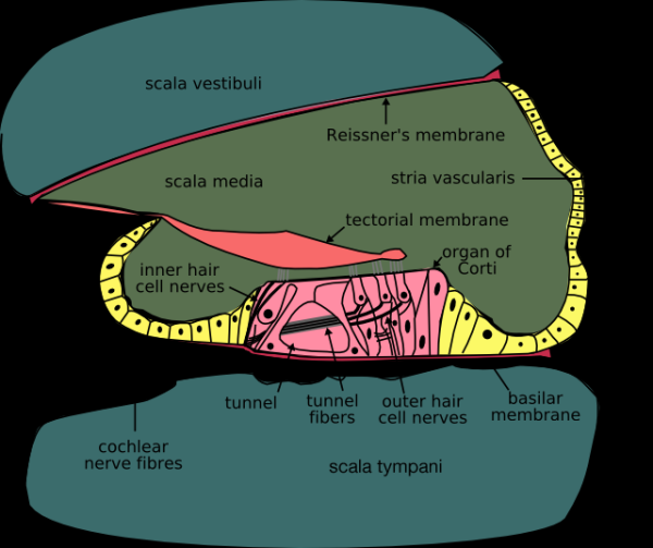 Cochlea-crosssection