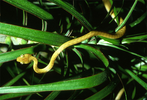 treesnake