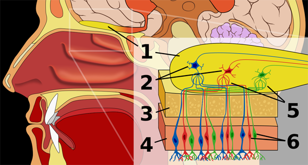 olfactory